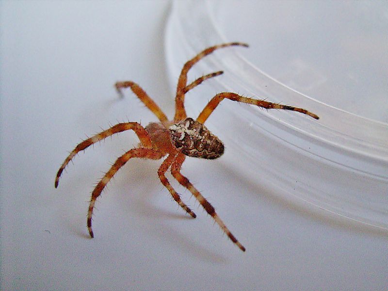 Araneus diadematus - Otranto (LE)